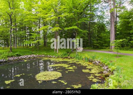 Yellow Iris pseudacorus 'Variegata' in Beaver pond with Chlorophyta - Green Algae and bordered by high back wooden sitting bench, Pteridophyta - Ferns. Stock Photo
