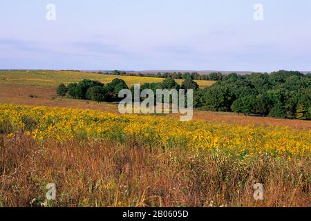 OKLAHOMA, NEAR PAWHUSKA, TALLGRASS PRAIRIE PRESERVE, GOLDENROD Stock Photo