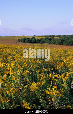 OKLAHOMA, NEAR PAWHUSKA, TALLGRASS PRAIRIE PRESERVE, GOLDENROD Stock Photo