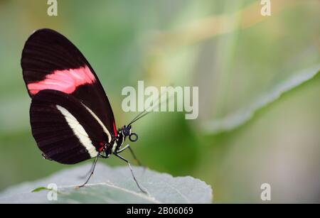 Close-up of a tropical passion butterfly on a leaf against green background with space for text Stock Photo