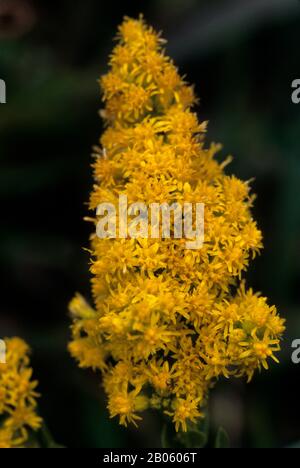 OKLAHOMA, NEAR PAWHUSKA, TALLGRASS PRAIRIE PRESERVE, GOLDENROD Stock Photo