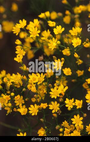 OKLAHOMA, NEAR PAWHUSKA, TALLGRASS PRAIRIE PRESERVE, BROOMWEED Stock Photo