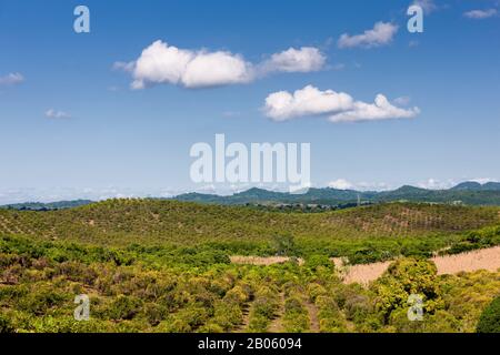 Extensive Orange field, Veracruz, Mexico, Central America Stock Photo