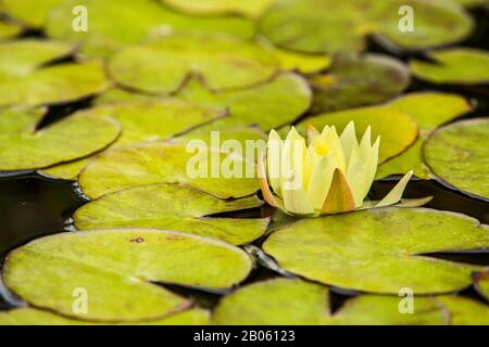 Lilly Pad with Yellow Flower Green Lake Stock Photo