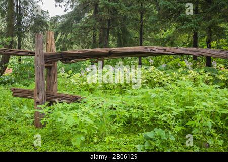 Lysimachia nummularia ‘Aurea - Golden Creeping Jenny, Hosta - Plaintain Lily plants in border, Picea abies - Norway Spruce trees through rustic fence. Stock Photo