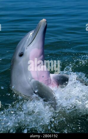 USA, FLORIDA, GRASSY KEY, DOLPHIN RESEARCH CENTER, ATLANTIC BOTTLENOSE DOLPHIN Stock Photo