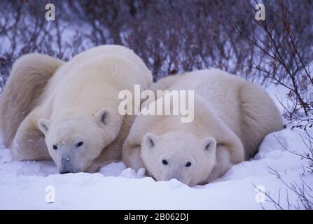CANADA, MANITOBA, NEAR CHURCHILL, POLAR BEAR MOTHER WITH CUB (ABOUT TWO AND A HALF YEARS OLD) Stock Photo