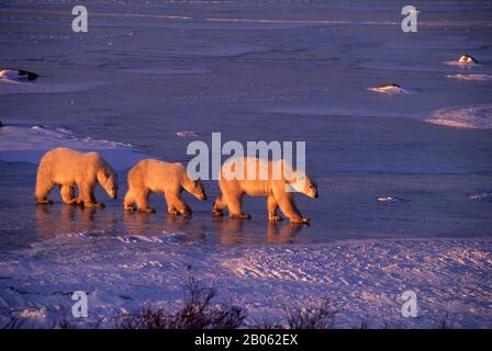 CANADA, MANITOBA, NEAR CHURCHILL, POLAR BEAR MOTHER WITH CUBS (ABOUT TWO YEARS OLD) Stock Photo