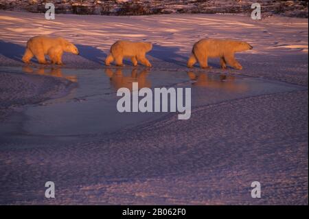 CANADA, MANITOBA, NEAR CHURCHILL, POLAR BEAR MOTHER WITH CUBS (ABOUT TWO YEARS OLD) Stock Photo