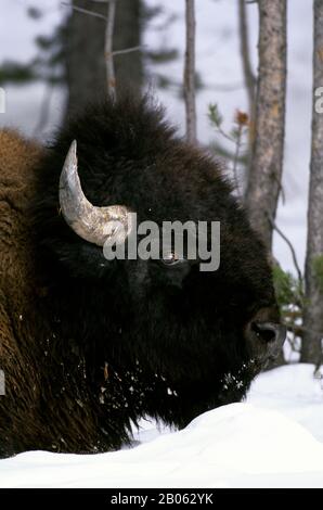 USA, WYOMING, YELLOWSTONE NATIONAL PARK, BISON, CLOSE-UP, WINTER SCENE Stock Photo