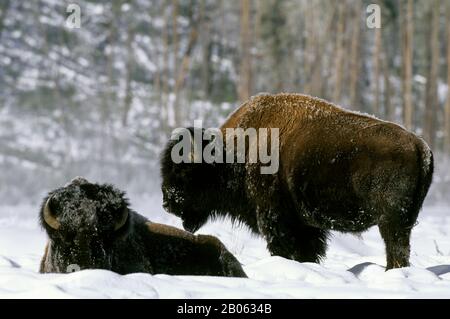 USA, WYOMING, YELLOWSTONE NATIONAL PARK, BISON BULLS, WINTER SCENE Stock Photo