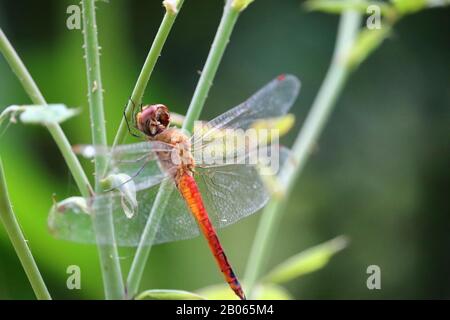 dragonfly resting on branch of rose plant in summer, insect wings Stock Photo