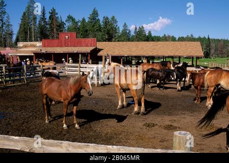 CANADA, ALBERTA, NEAR CALGARY, BAR C RANCH RESORT, HORSE STABLES Stock Photo