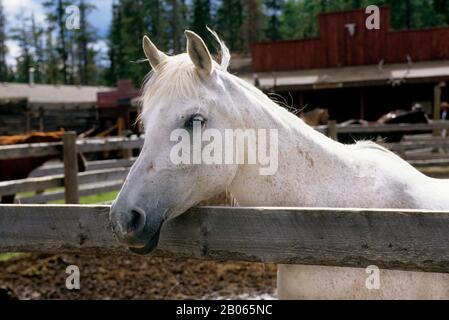 CANADA, ALBERTA, NEAR CALGARY, BAR C RANCH RESORT, HORSE STABLES, HORSE, CLOSE UP Stock Photo