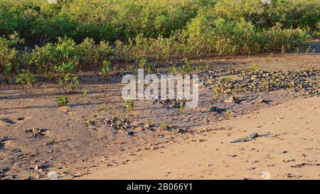 Dense mangrove on the waters edge by the beach, with young plants shooting up in the pebbly sand Stock Photo