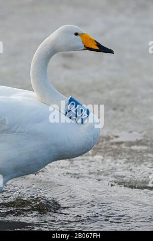 Adult Whooper Swan (Cygnus cygnus) with blue neckband Stock Photo