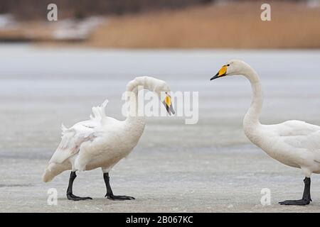 Calling adult Whooper Swan (Cygnus cygnus) Stock Photo