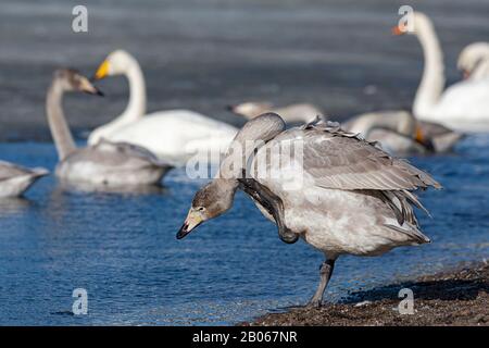 Preening immature Whooper Swan (Cygnus cygnus) Stock Photo