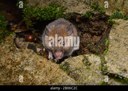 Head shot of Little Indian field mouse, Mus booduga, full body view, Western ghats, India