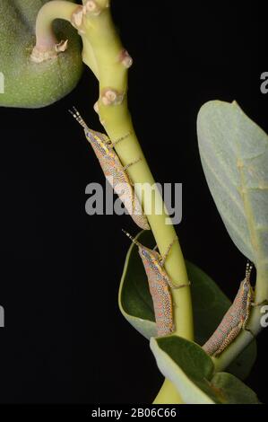 Multiple painted grasshopper, Poekilocerus pictus on calotrophis gigentea, distribution all over Indian subcontinent Stock Photo