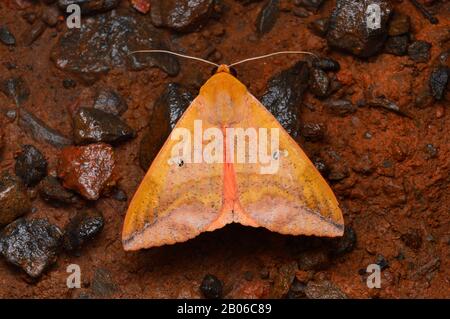 Dorsal of Thyas honesta, moth of the family Noctuidae looking forward, Distribution, ndia Stock Photo