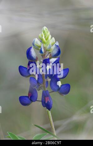 Texas bluebonnet (Lupinus texensis Stock Photo - Alamy