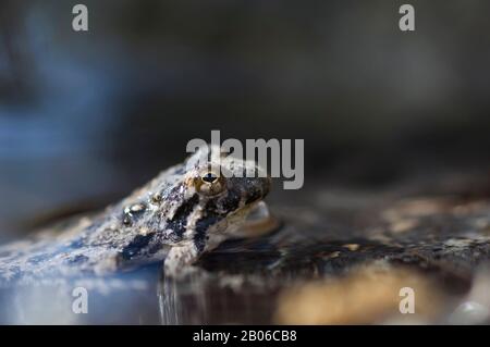 USA, TEXAS, HILL COUNTRY NEAR HUNT, SOUTHERN CRICKET FROG Stock Photo