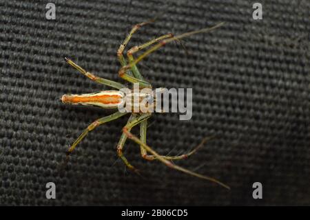 Dorsal view of Lynx spider - Oxyopes bhartae, Oxyopidae, Distribution - Western ghats, Habitat - Decideous, Trophical, Subtropical Stock Photo