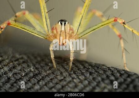 Face of Lynx spider - Oxyopes bhartae, Oxyopidae, Distribution - Western ghats, Habitat - Decideous, Trophical, Subtropical Stock Photo