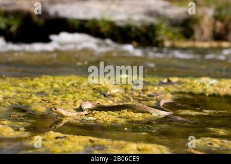 USA, TEXAS, HILL COUNTRY NEAR HUNT, WESTERN COACHWHIP SNAKE SWIMMING IN RIVER Stock Photo