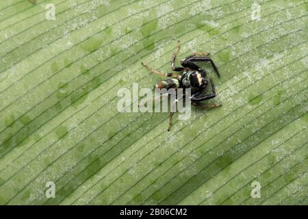 Dorsal of Thiania bhamoensis , Jumping spider, Salticidae family Stock Photo