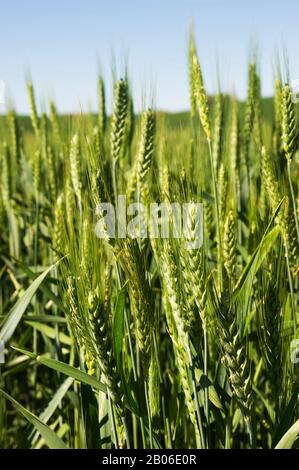 USA, WASHINGTON STATE, PALOUSE,CLOSE-UP OF WHEAT Stock Photo