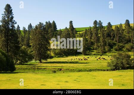 USA, WASHINGTON STATE, PALOUSE COUNTRY, CATTLE GRAZING IN PASTURE Stock Photo