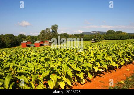 red field tobacco USA, NORTH CAROLINA, NEAR WINSTON-SALEM, TOBACCO FIELD WITH RED BARNS Stock  Photo