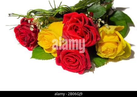 Beautiful red and yellow roses isolated on white background Stock Photo