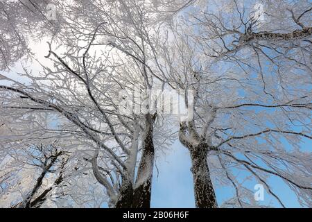 Frozen landscape - Winter mist forest Stock Photo