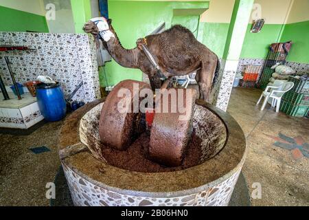 Essaouira, Morocco - A traditional way of making olive oil using camel power Stock Photo