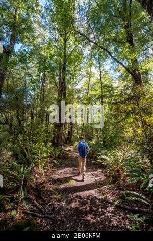 Hikers in the jungle with big ferns, near Lake Rotoroa, Nelson Lakes National Park, Tasman Region, South Island, New Zealand Stock Photo