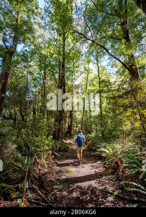 Hikers in the jungle with big ferns, near Lake Rotoroa, Nelson Lakes National Park, Tasman Region, South Island, New Zealand Stock Photo