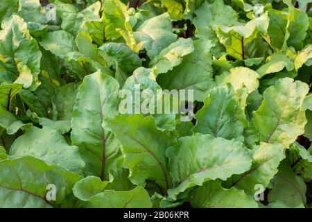 Green young leaves of beetroot growing in garden. Mangold or Beet leaves background. Closeup Stock Photo