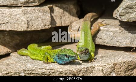 European green lizards (Lacerta viridis), animal couple on stone wall, Serres, Greece Stock Photo