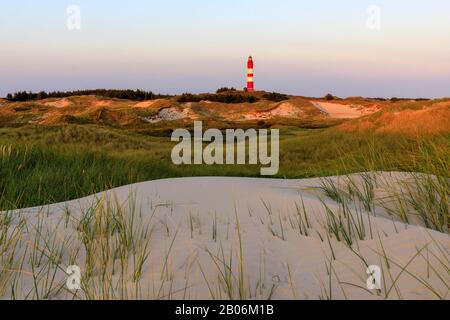 Lighthouse Amrum blooming heath on Amrum Island, North Sea, North Frisian Island, Schleswig-Holstein, Germany Stock Photo