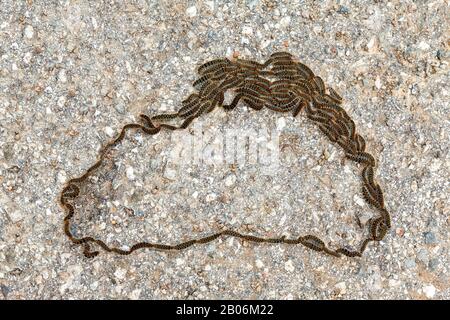 Oak processionary moth (Thaumetopoea processionea) several caterpillars in a closed circle formation, procession, Germany Stock Photo