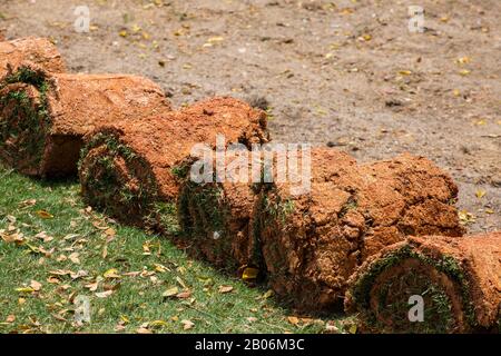 Rows of turf are rolled up, expose soil attached with patches of lawn grasses to be ready for landscaping installation process in the designated area. Stock Photo