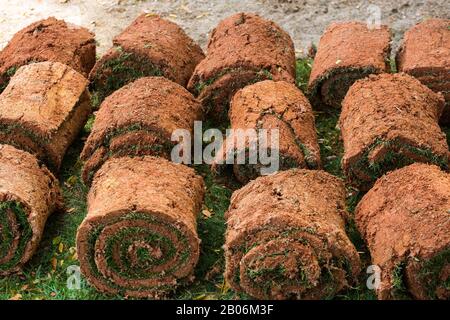 Rows of turf are rolled up, expose soil attached with patches of lawn grasses to be ready for landscaping installation process in the designated area. Stock Photo