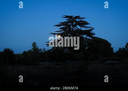 Silhouette of cedar (cedrus) tree against blue sky with full moon Stock Photo