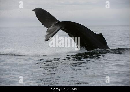 Humpback whale tail slapping in Cross Sound near George Island, off Chichagof Island, Tongass National Forest, Alaska, USA Stock Photo