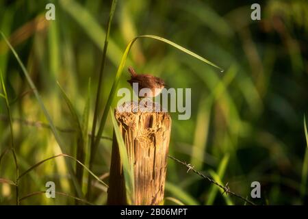 Eurasian wren perched on sunny wooden fence post. Stock Photo