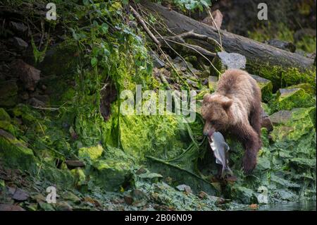 Brown bear with salmon at Pavlof Harbor in Chatham Strait, Chichagof Island, Tongass National Forest, Alaska, USA Stock Photo