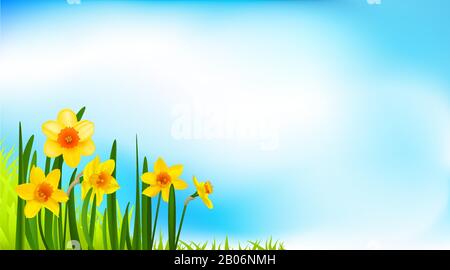Spring blossom banner with daffodils Stock Vector